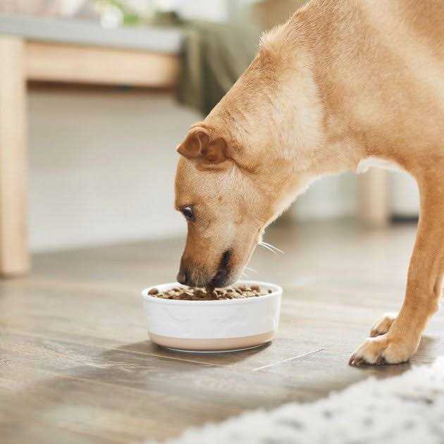 Ceramic Dog & Cat Bowl J429013