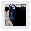 Black and White Cow Quilt Square 10 by 10-inch K928