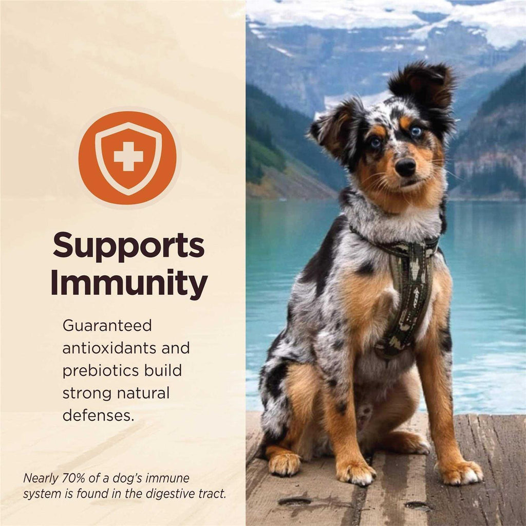 Grain Free Beef Wet Dog Food P537