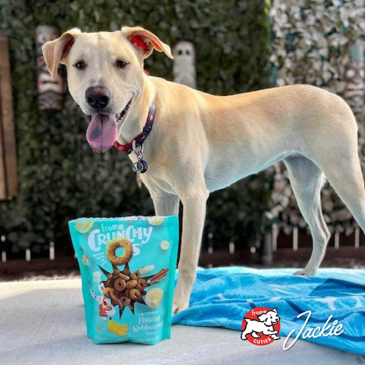 Dog Treats I25077