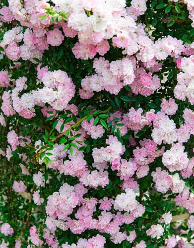 Pink Climbing Rose Live Plant O9079