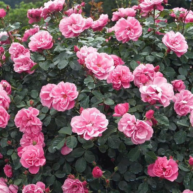 Pink Climbing Rose Live Plant O9079