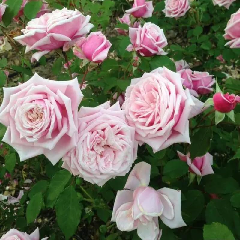 Pink Climbing Rose Live Plant O9079
