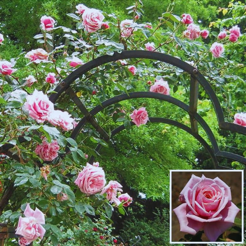 Pink Climbing Rose Live Plant O9079