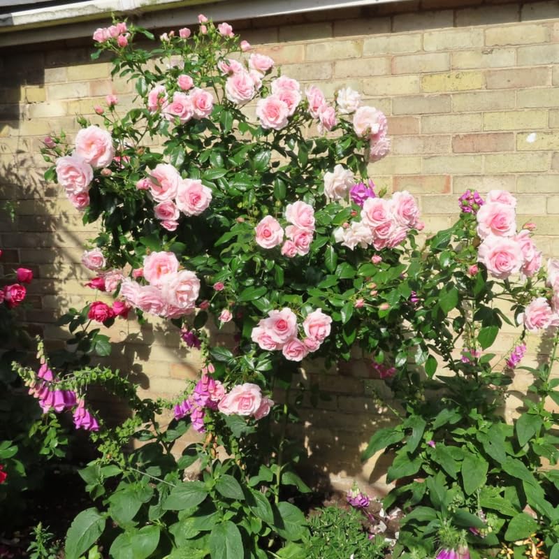 Pink Climbing Rose Live Plant O9079