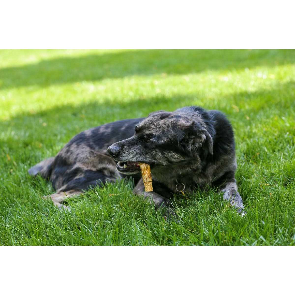 5''-6'' Beef Pizzle Stuffed Esophagus 3 Pack F53083