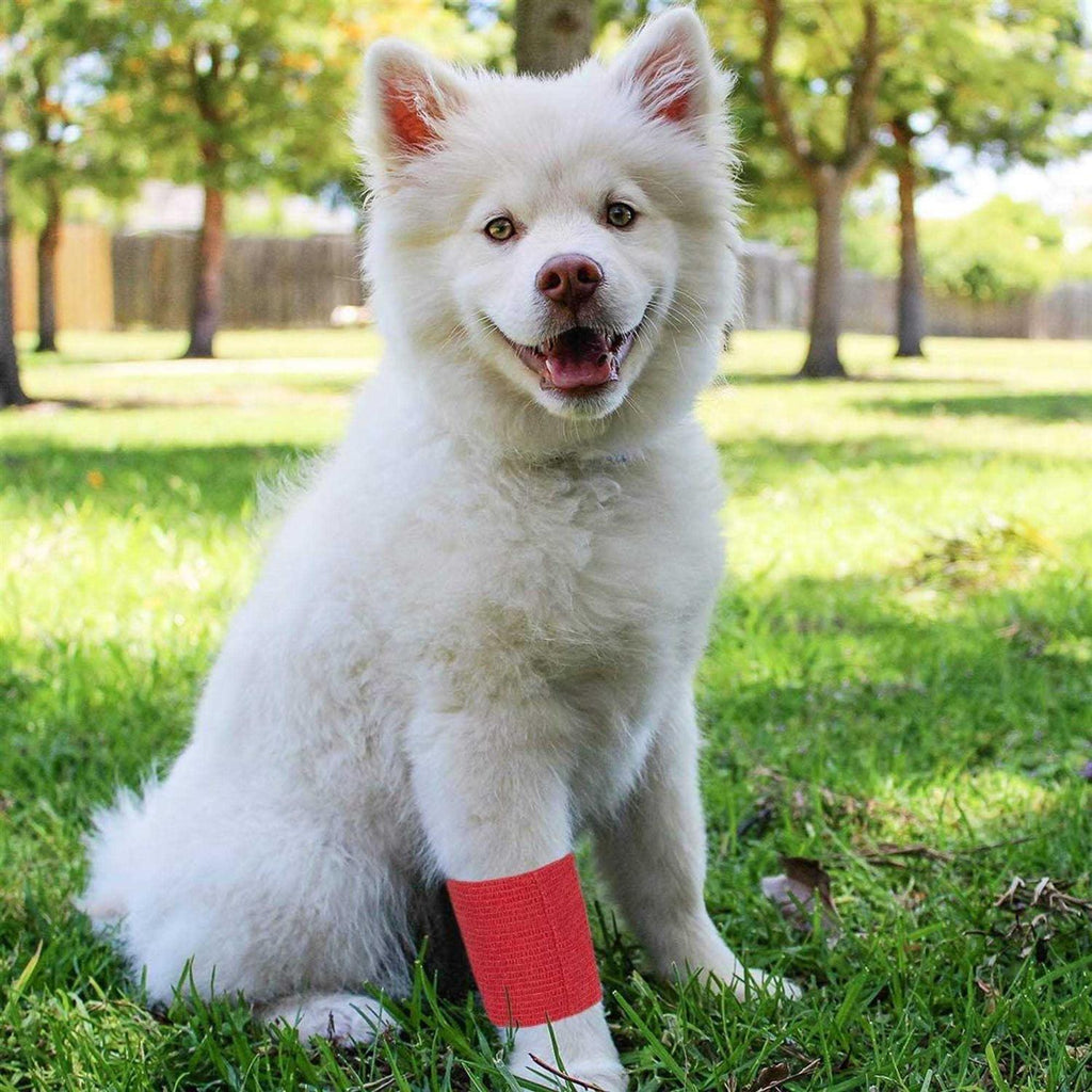 12 Rolls Self Adhesive Bandage Wrap T460