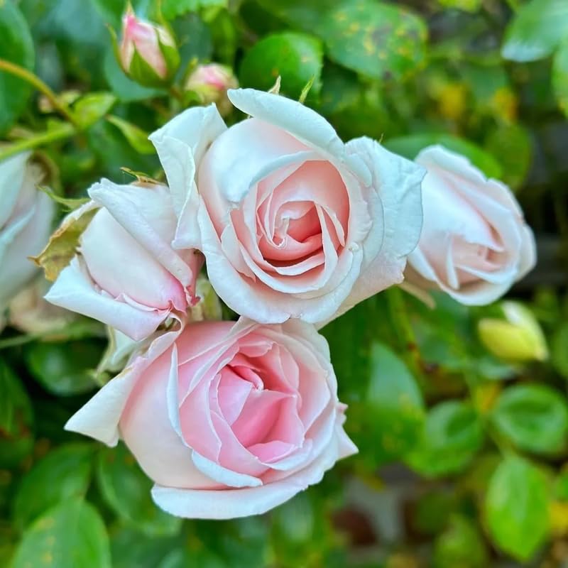 Pink Climbing Rose Live Plant O9079