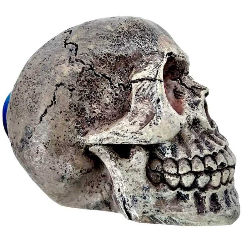 Skull Gazer Ornament R5214