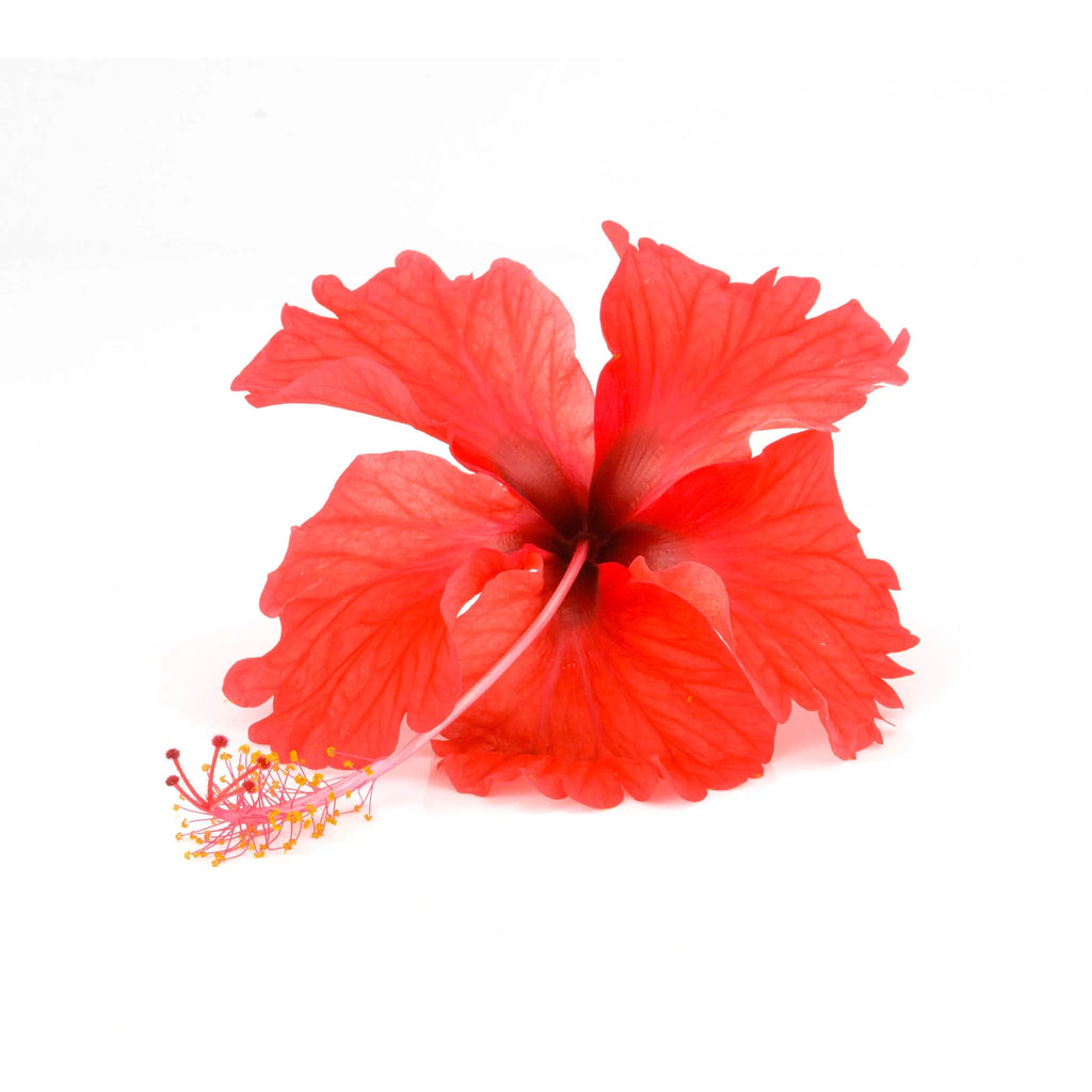 Hibiscus Tea 100 Bags L7731